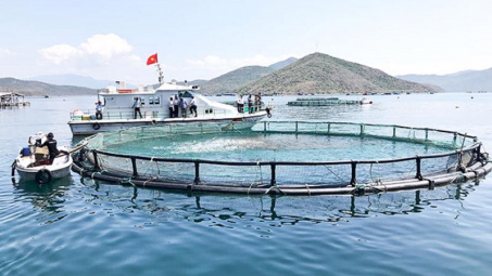 Thí điểm phát triển nuôi biển công nghệ cao tại Khánh Hòa