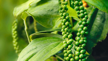 Giá tiêu hôm nay 11/10: Dự báo tăng nhẹ trong đầu tuần tới