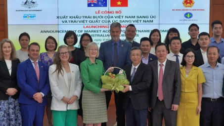 Trái bưởi Việt Nam chính thức được xuất khẩu vào thị trường Australia