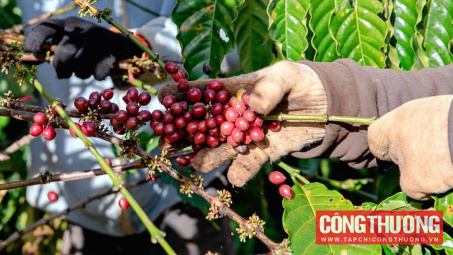 Giá cà phê hôm nay 9/10: Cung nội địa khan hiếm đẩy giá tăng thêm