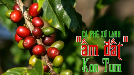 Cà phê xứ lạnh “ấm đất” Kon Tum