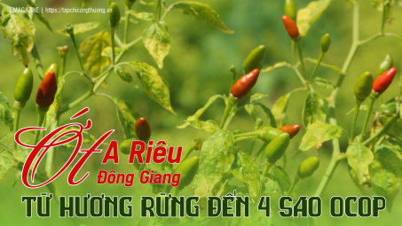 Ớt A Riêu Đông Giang: Từ hương rừng đến 4 sao OCOP