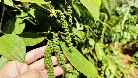 Giá tiêu hôm nay 12/11: Dự báo giá tiêu Việt tăng nhờ nhu cầu mùa lễ hội