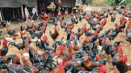 Bạch Thông (Thái Nguyên) giảm nghèo từ những mô hình kinh tế hiệu quả