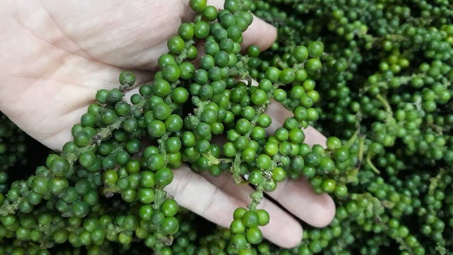 Giá tiêu hôm nay 13/11: Hồ tiêu Việt Nam đạt năng suất vượt trội, phát triển theo hướng canh tác bền vững