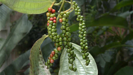 Giá tiêu hôm nay 14/11: Giảm ngày thứ ba liên tiếp, về dưới mốc 146.000 đồng/kg