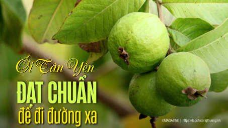 [eMagazine] Ổi Tân Yên - Đạt chuẩn để đi đường xa