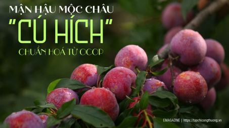 [eMagazine] Mận hậu Mộc Châu: "Cú hích" chuẩn hóa từ OCOP