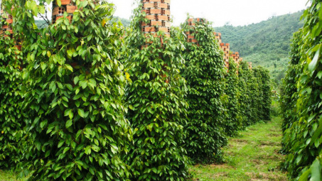 Giá tiêu hôm nay 19/11: Thị trường ổn định