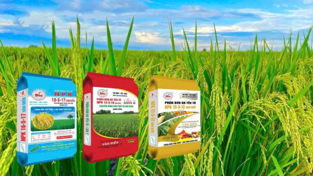 Phân bón Văn Điển - Nuôi dưỡng “Hạt ngọc mùa vàng” năng suất cao