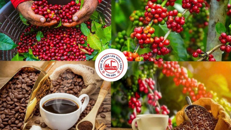 Phân lân Văn Điển - Giải pháp dinh dưỡng toàn diện cho cây cà phê Tây Nguyên