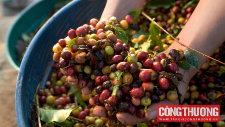 Giá cà phê hôm nay 20/11: Arabica quay đầu, kéo Robusta cùng giảm