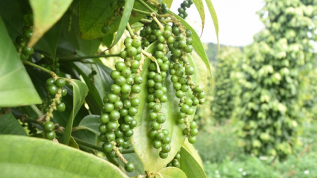 Giá tiêu hôm nay 21/11: Kỳ vọng phục hồi dịp cuối năm