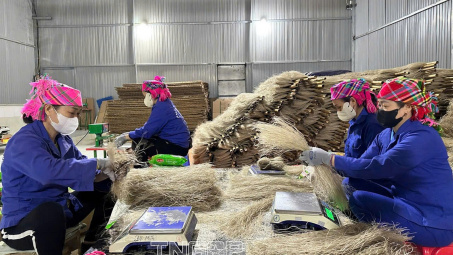 Thái Nguyên nâng cao giá trị nông sản từ các mô hình liên kết sản xuất - tiêu thụ