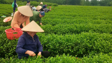 Khi truyền thông chính sách trở thành động lực phát triển kinh tế ở Văn Hán (Thái Nguyên)