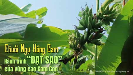 Chuối Ngự Hồng Cam  -  Hành trình “đạt sao” của vùng cao Cam Cọn