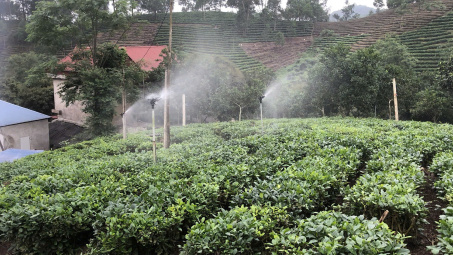 Thái Nguyên: Công nghệ số ngành chè là đòn bẩy xây dựng thương hiệu và tạo sinh kế bền vững