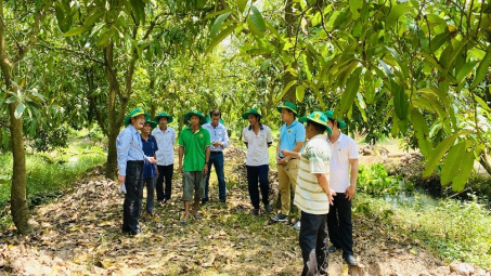 Phục hồi vườn cây ăn trái Đồng bằng sông Cửu Long sau ngập úng: Giải pháp khoa học cho bà con nhà vườn