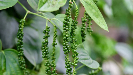 Giá tiêu hôm nay 2/12: Thị trường bất ngờ giảm mùa cuối năm