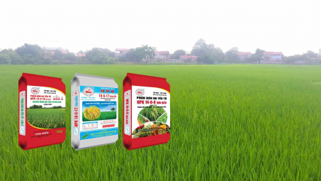 Vụ đông - Thời điểm vàng để cải tạo đất với phân lân Văn Điển