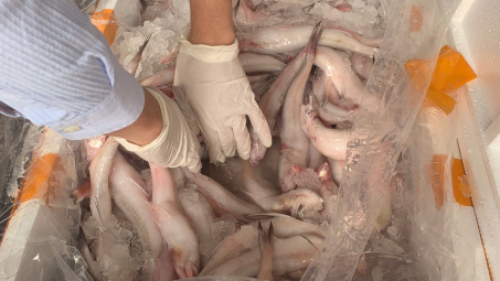 Thanh Hóa: Phát hiện, ngăn chặn hơn 10 tấn cá khoai chứa chất cấm Formaldehyde trước khi đưa ra thị trường