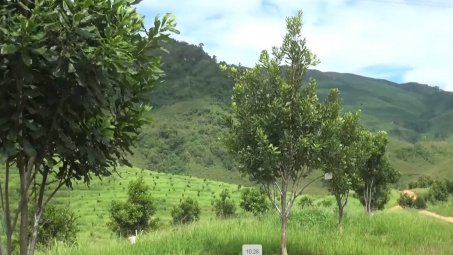 Nông nghiệp Điện Biên: Chuyển mình từ sản xuất truyền thống đến kinh tế nông nghiệp hiện đại