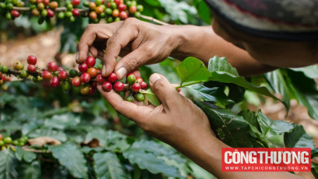 Giá cà phê hôm nay 3/12: Biến đổi khí hậu tái định hình thị trường cà phê Brazil