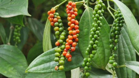 Giá tiêu hôm nay 3/12: Giá trong nước tiếp tục giảm