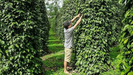 Giá tiêu hôm nay 4/12: Xuất khẩu tiêu thiết lập kỷ lục mới, mang về 1,5 tỷ USD