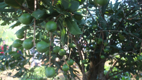 Điểm sáng cây công nghiệp ở Tuần Giáo: Liên kết vùng nguyên liệu đến chế biến, tiêu thụ bền vững