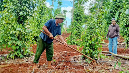 Giá tiêu hôm nay 5/12: Tăng giá trị sản phẩm nhờ sản xuất hữu cơ