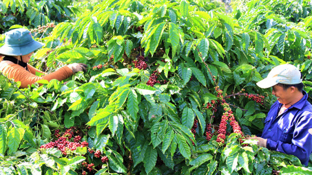 Đa dạng hóa sản xuất và rủi ro thu nhập trong sản xuất nông nghiệp của nông hộ trên địa bàn tỉnh Đắk Lắk