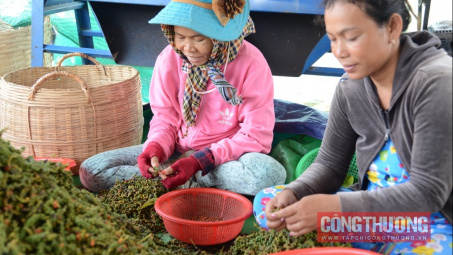 Giá tiêu hôm nay 12/2: Nông dân và đại lý kỳ vọng giá tiếp tục tăng