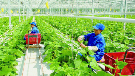 Phê duyệt Đề án Nghiên cứu, thống kê số liệu GDP kinh tế tập thể