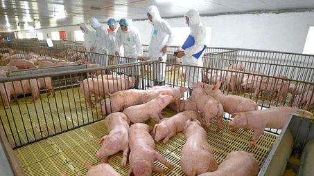 Dự báo giá heo neo cao, Tập đoàn Dabaco (DBC) sẽ nâng quy mô đàn lên 1,5 triệu con