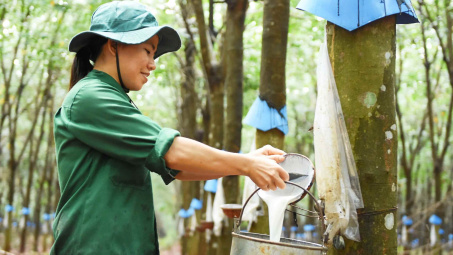 Giá cao su quay lại đỉnh, kỳ vọng Cao su Việt Nam (GVR) tiếp tục thắng lớn năm nay