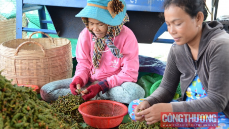 Giá tiêu hôm nay 24/2: Dự báo mùa thu hoạch 2025 sẽ kéo dài hơn