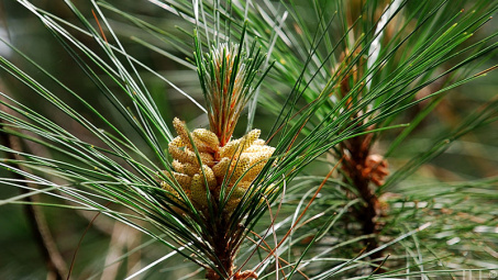 Nghiên cứu cấu trúc và sinh trưởng của rừng thông ba lá (Pinus kesiya Royle ex Gordon) trồng tại Công ty TNHH Một thành viên Nguyên liệu Giấy miền Nam, tỉnh Kon Tum