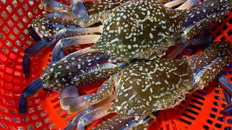 Nhu cầu tăng cao, Việt Nam thu về 1.550 tỷ đồng từ xuất khẩu cua ghẹ và giáp xác trong 2 tháng đầu năm