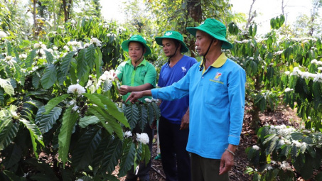Supe Lâm Thao tiêu thụ được 1.000 tấn phân bón tại thị trường Tây Nguyên