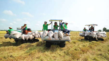 Gạo Việt Nam sẽ tiếp tục đứng vững khi Ấn Độ dỡ bỏ lệnh cấm xuất khẩu
