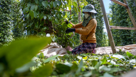 Giá tiêu hôm nay 13/3: Bật tăng mạnh, diện tích canh tác tại Việt Nam giảm