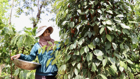 Giá tiêu hôm nay 14/3: Dự báo giá tiêu toàn cầu tiếp tục duy trì ở mức cao