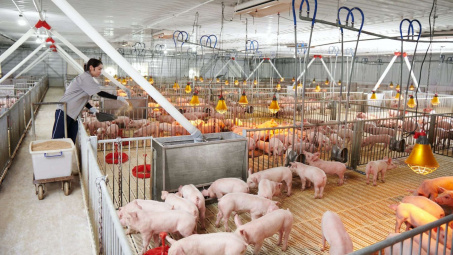 Giá lợn hơi lập mốc cao mới, Phó Thủ tướng chỉ đạo đánh giá thị trường