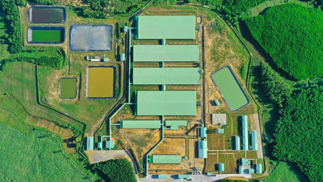 BaF Việt Nam (BAF) chuẩn bị làm siêu tổ hợp chăn nuôi heo nhà tầng quy mô 1.550 ha