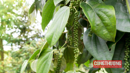 Giá tiêu hôm nay 4/3: Giá sẽ ổn định khi nguồn cung mới gia tăng