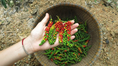 Giá tiêu hôm nay 5/3: Trung Quốc đẩy mạnh hợp tác với doanh nghiệp tiêu Việt Nam