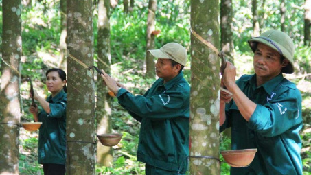 Giá cao su dự báo tăng 5-10%, loạt doanh nghiệp kỳ vọng hưởng lợi lớn