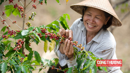 Giá cà phê hôm nay 12/4: Giá Arabica vượt mốc 5.000 USD/tấn