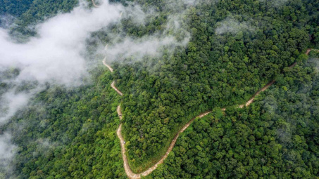 Quỹ Bảo vệ và phát triển rừng Việt Nam: Nỗ lực phát triển thị trường tín chỉ carbon rừng